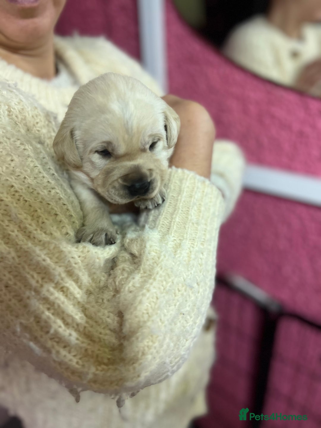 Labrador Retriever dogs for sale: KC Registered Royal Bloodline Puppies - Advert 5