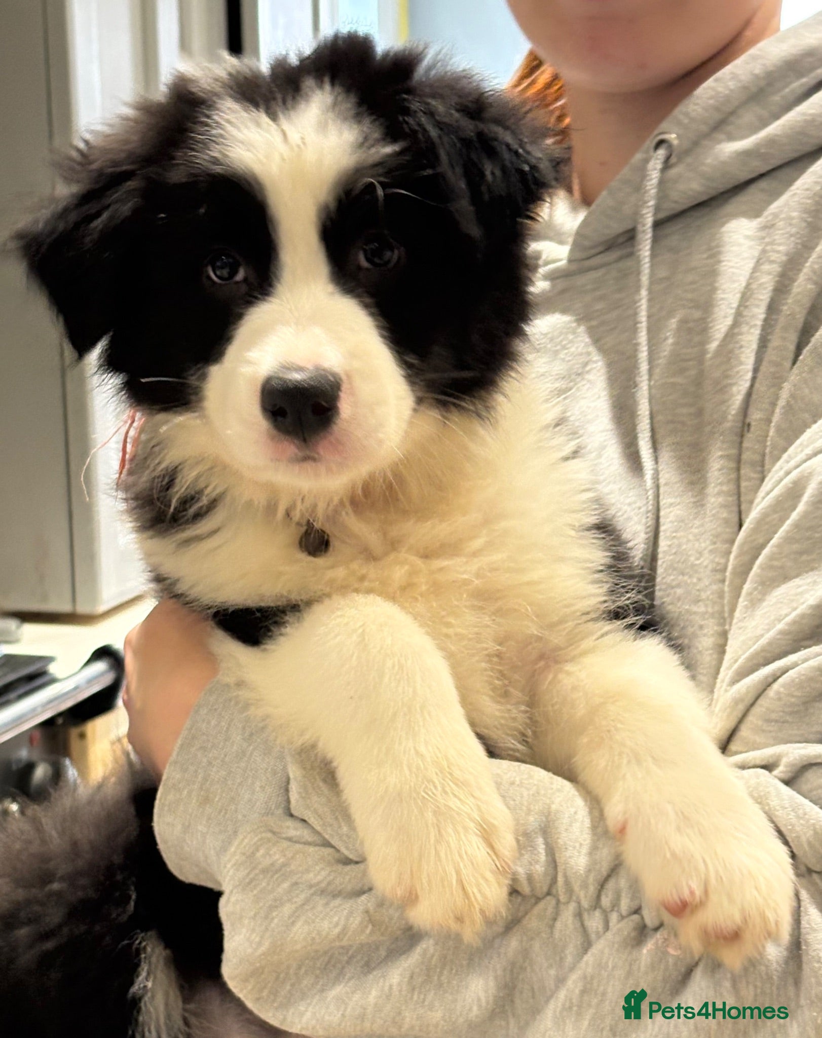 Border Collie dogs Border Collie puppies (Long Coat) for sale - Advert 1