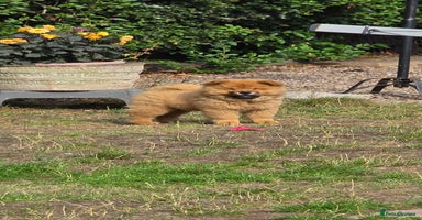 Chow Chow dogs in Wolverhampton - Advert 14
