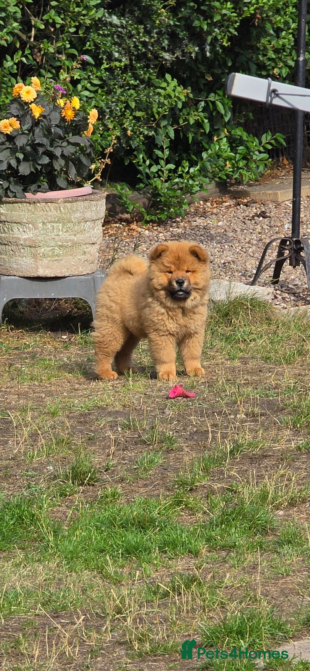 Chow Chow dogs for sale: QUALITY KC CHOWCHOW PUPPIES  in Wolverhampton - Image 6