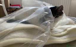 Mixed Breed cats for sale: Cat for sale/adoption - Image 4