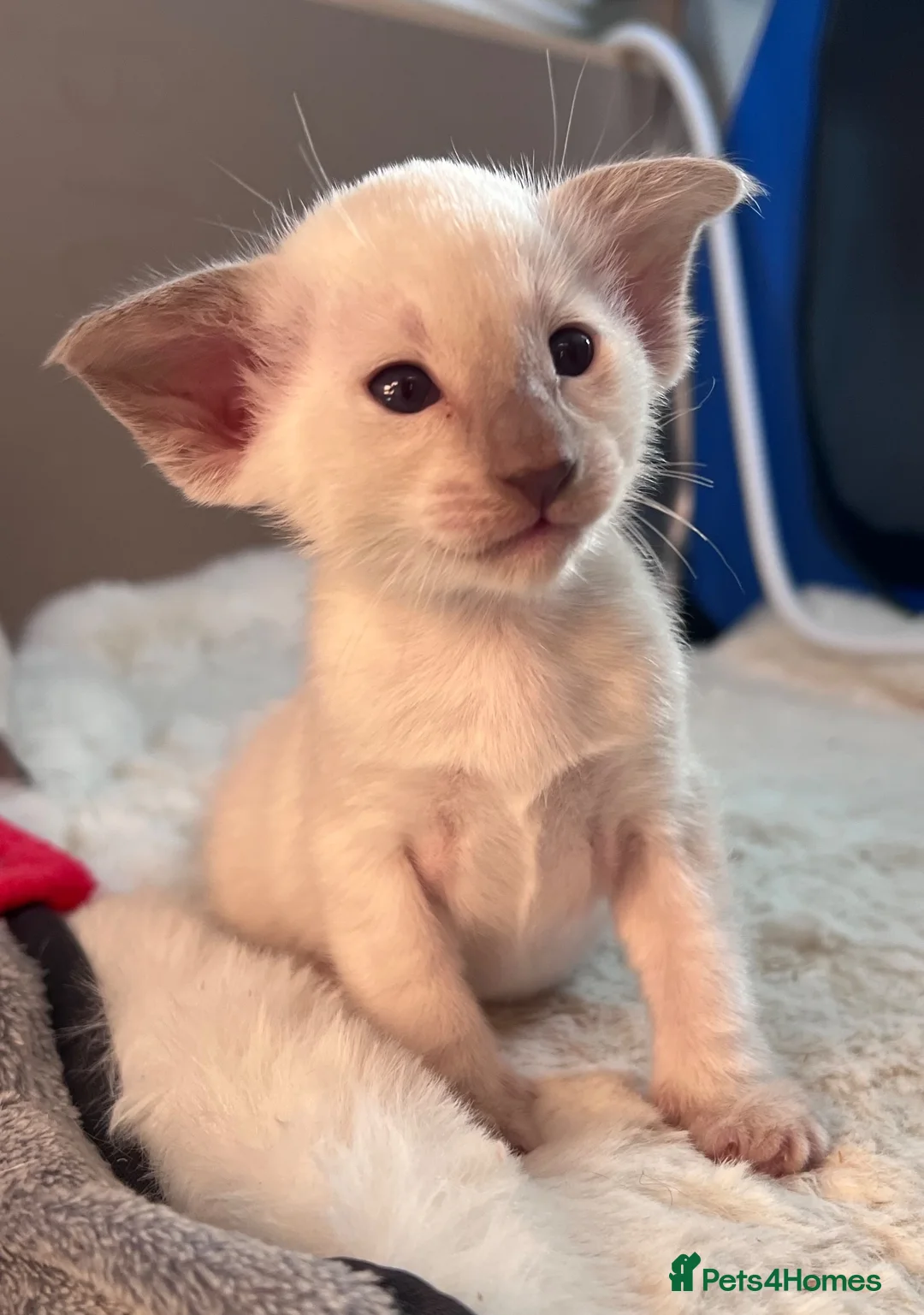 Siamese cats for sale: Siamese kittens - Advert 22