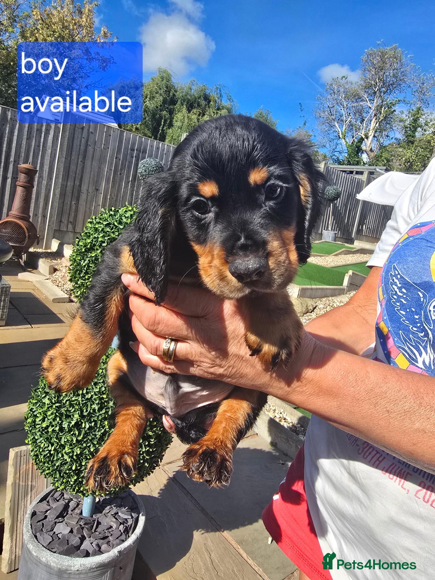 Cocker Spaniel dogs Working cocker spaniel puppy  - Advert 10