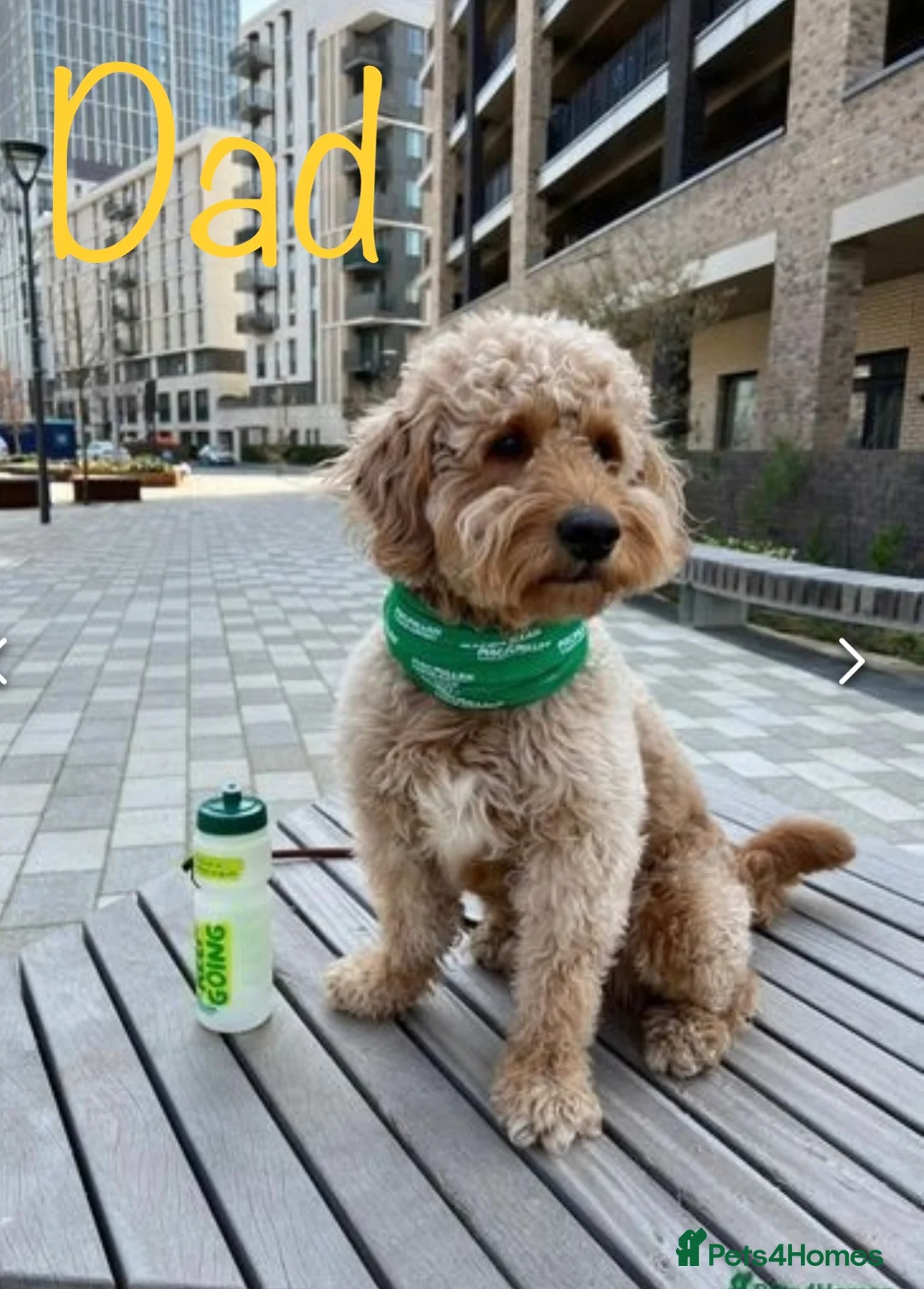 Mini Goldendoodle dogs for sale: 5★Miniature Goldendoodle Puppies-Waiting List Open - Advert 11