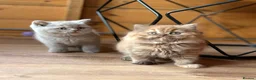 British Shorthair cats for sale: British Shorthair Boy - Advert 12