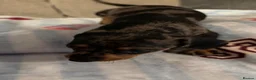 Miniature Dachshund dogs for sale: 8 beautiful miniature dachshunds - Advert 5