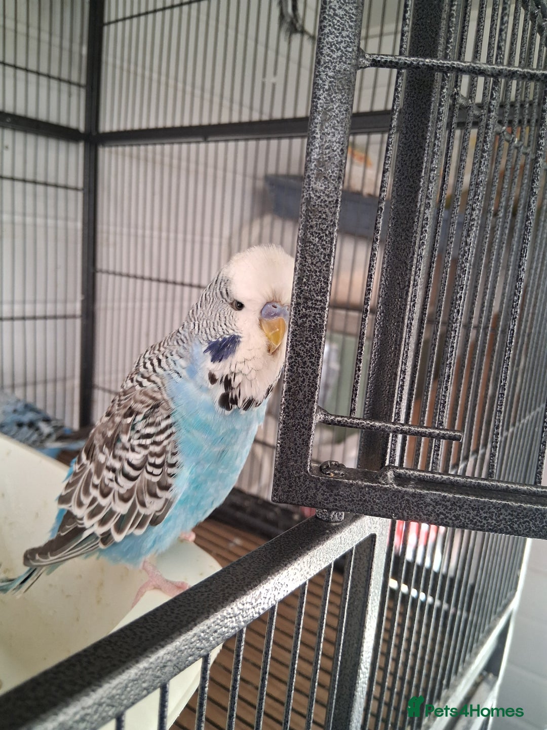 Budgerigars birds for sale: Exhibition Budgerigars - Advert 5