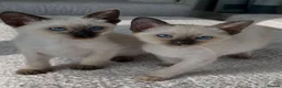 Siamese cats for sale: Two Blue-Eyed Whiskered Wonders siamese kittens - Advert 3