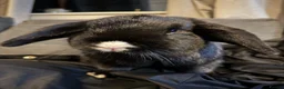 Mini Lop rabbits for sale: Mini lop rehome - Advert 1