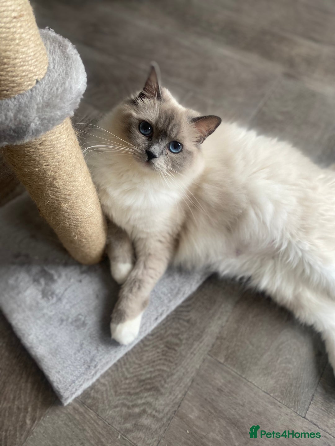 Ragdoll cats for sale: Beautiful doll face Ragdoll kittens  - Image 8