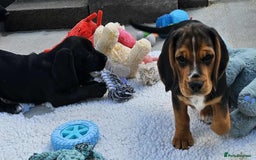 Bocker dogs for sale: Beautiful Bocker Boys - Ready Now - Image 17