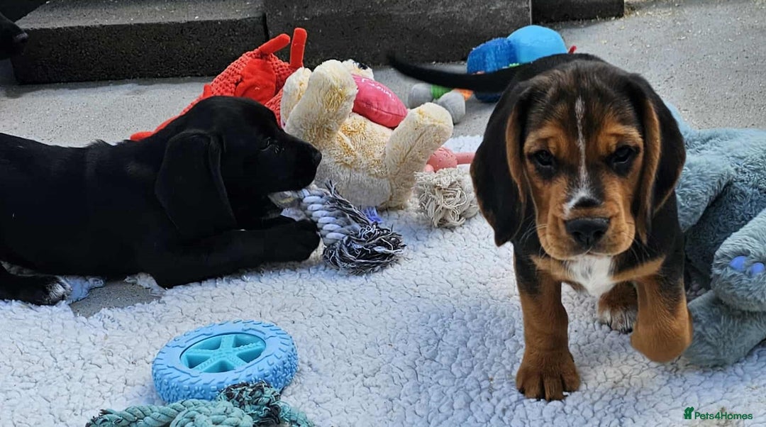 Bocker dogs for sale: Beautiful Bocker Boys - Ready Now - Image 17