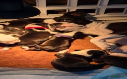 Boston Terrier dogs for sale: 6 Beautiful Boston Terrier Puppies - Image 7