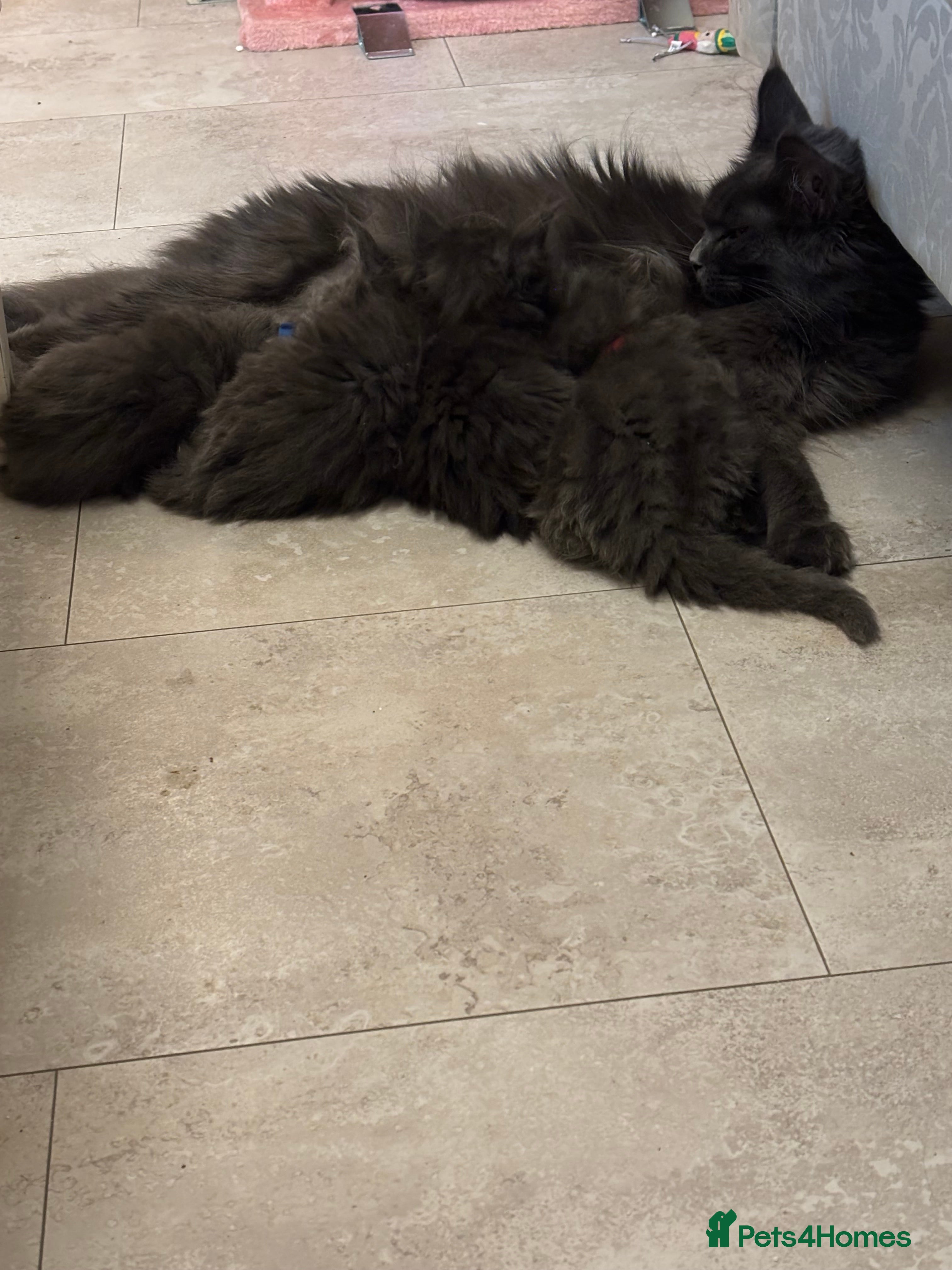 Maine Coon cats Maine coon kittens - Advert 17