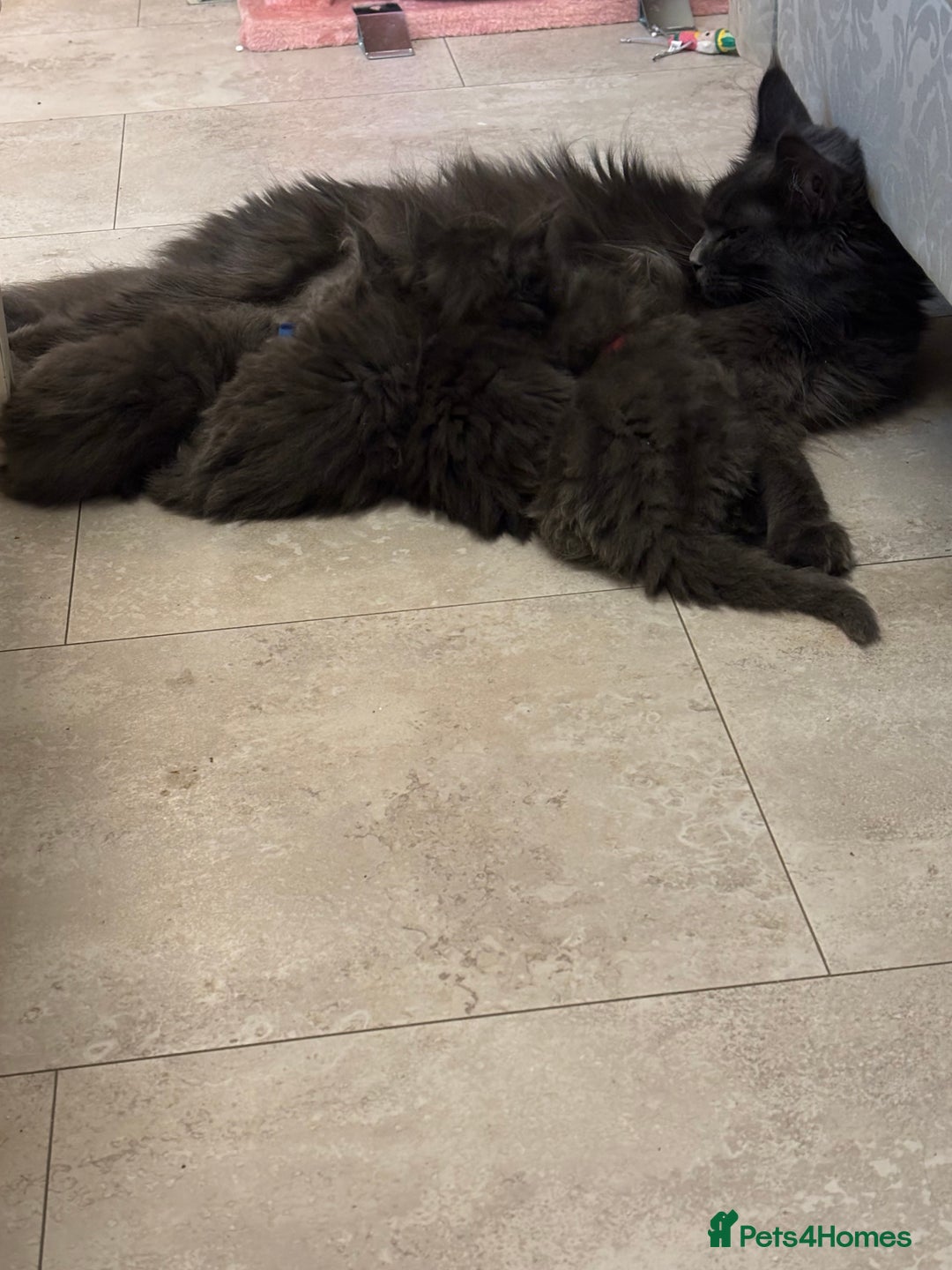 Maine Coon cats for sale: Maine coon kittens - Advert 1