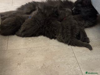 Maine Coon cats Maine coon kittens - Advert 3