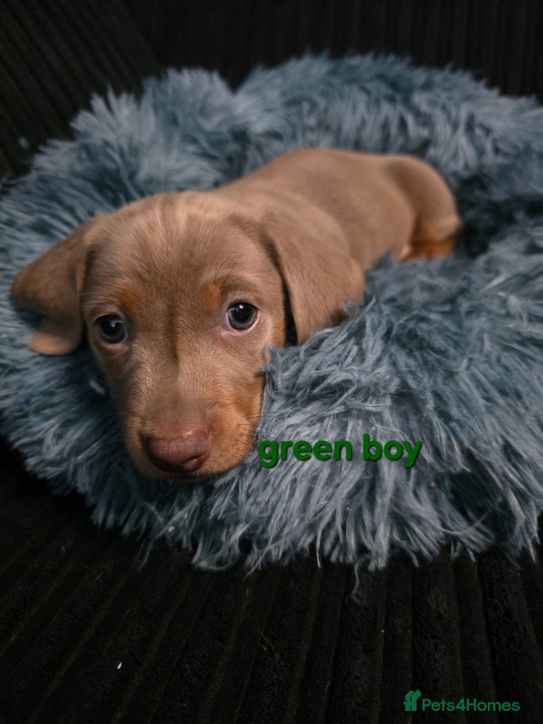 Miniature Dachshund dogs for sale: Isabella tan piebald long hair miniature dachshund - Advert 9