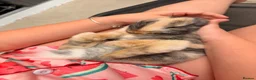 Mini Lop rabbits for sale: Mini lops - Advert 3