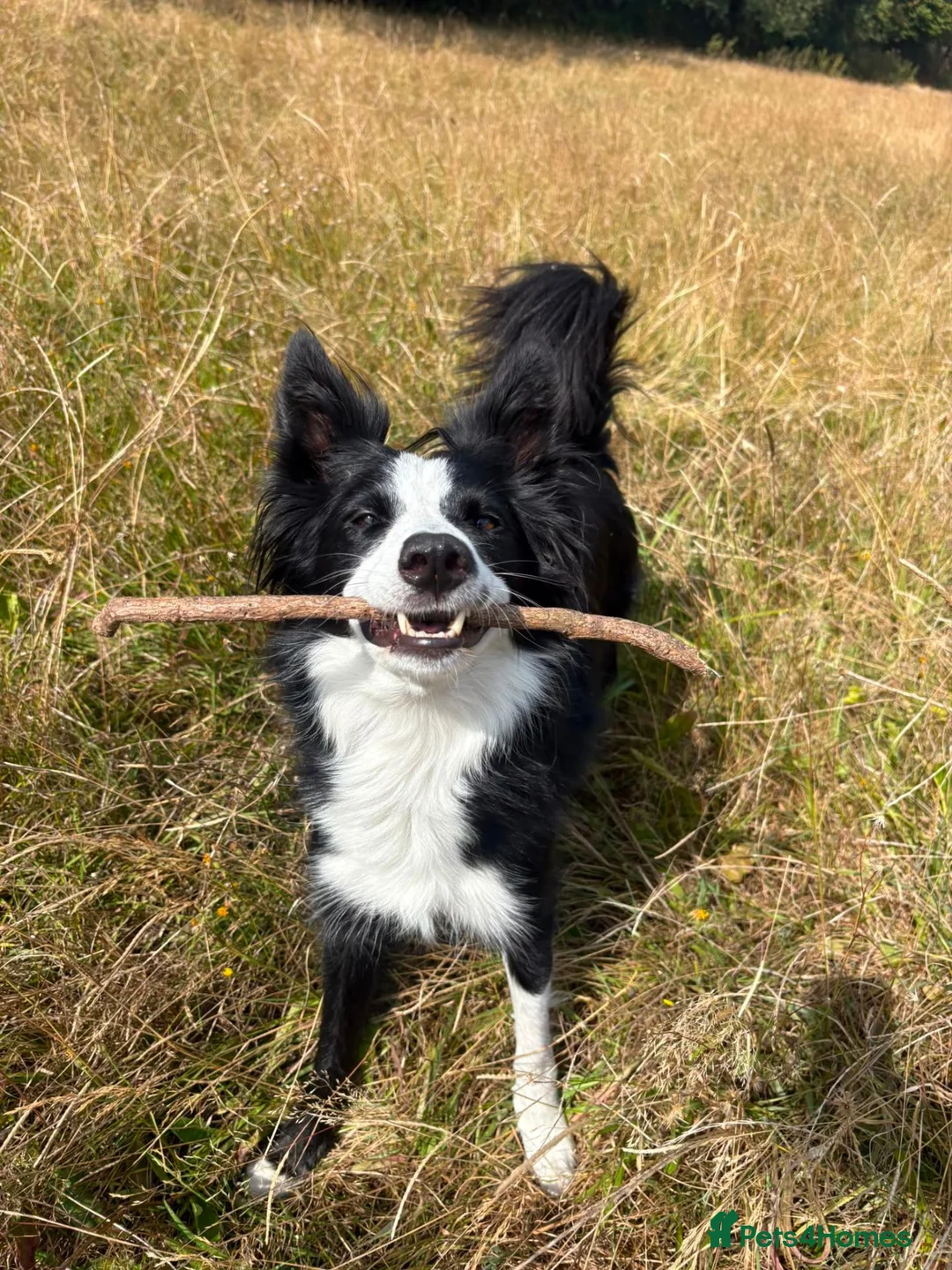 Border Collie dogs for adoption: Luna - Collie for Adoption  in Highbridge - Advert 1