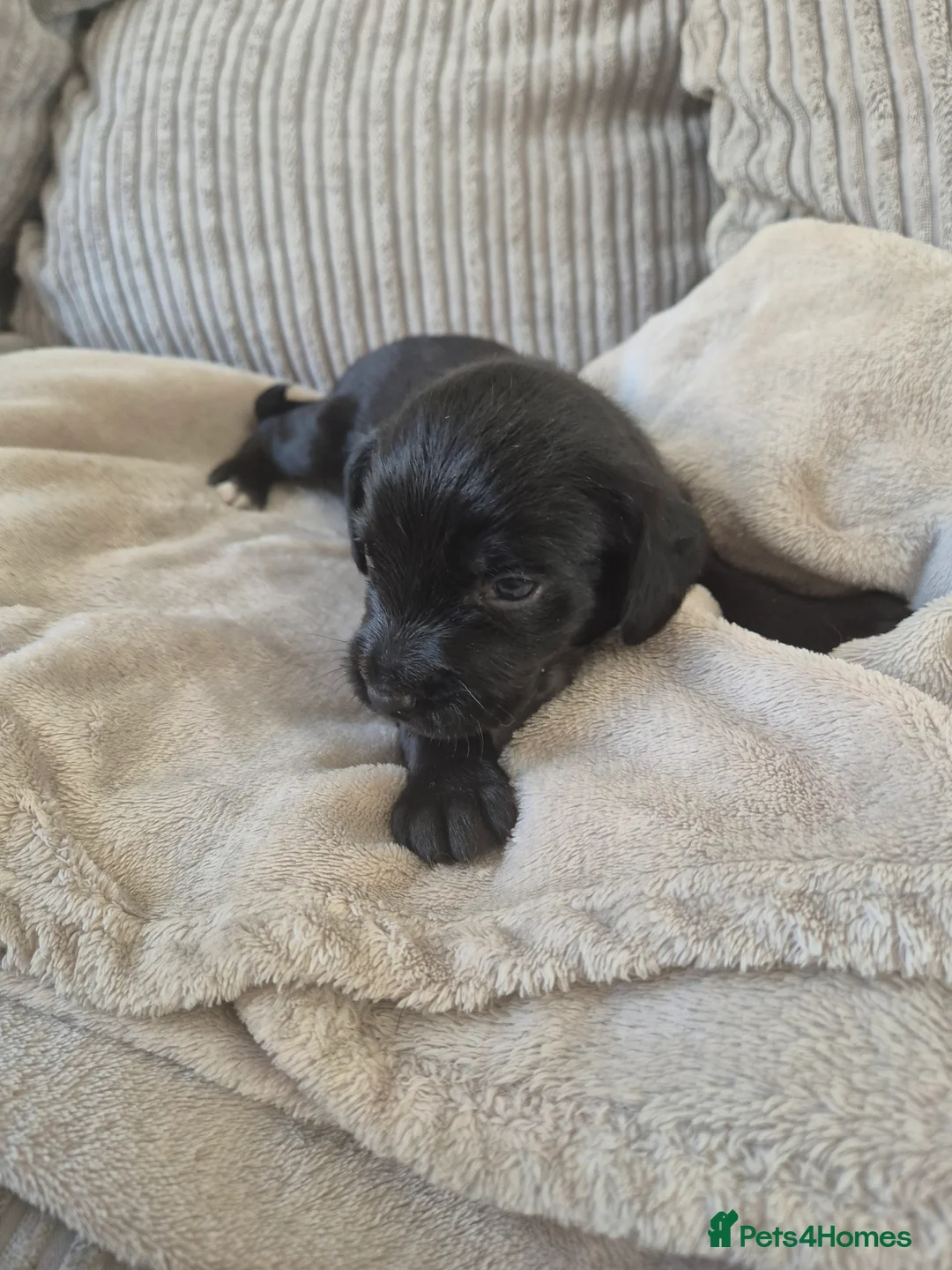 Mixed Breed dogs for sale: Cockapoo/Sprockador Puppies - Advert 2