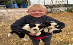 Border Collie dogs for sale: Border collies puppies - Image 37