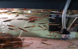 Live Bearers fish for sale: Beautiful assorted young guppies (priced per 5) - Image 8