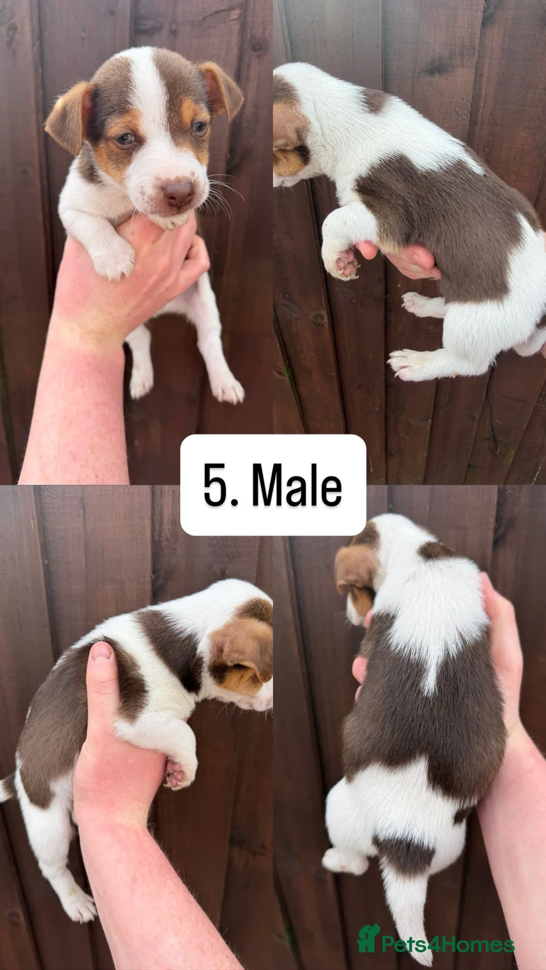 Jack Russell dogs for sale: 5 beautiful Jack Russell puppys  - Advert 32
