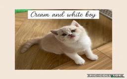 British Shorthair cats for sale: Beautiful GCCF British shorthair kittens - Image 4