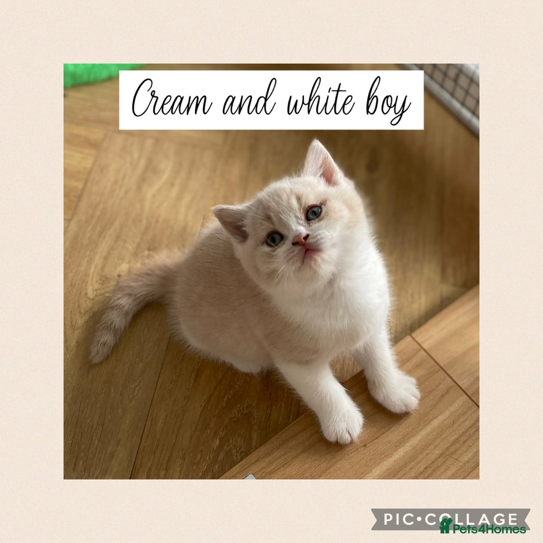 British Shorthair cats for sale: Beautiful GCCF British shorthair kittens - Image 4
