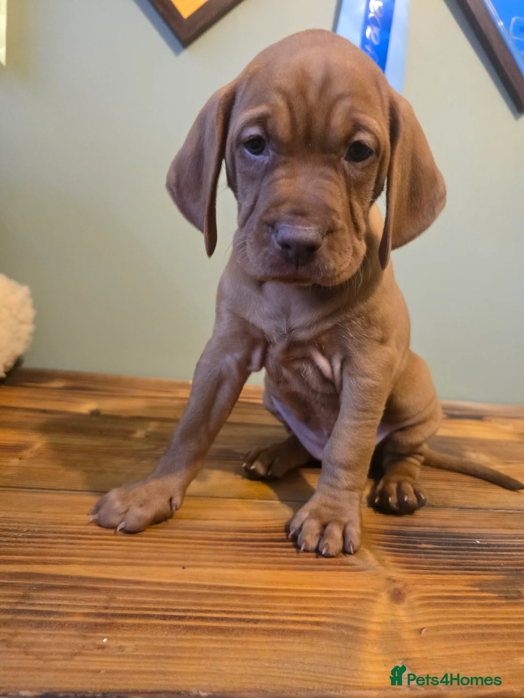 Hungarian Vizsla dogs for sale: Dual purpose Hungarian Vizsla Puppies - Advert 4