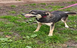 Mixed Breed dogs for adoption: 💖🐶 MARGOSHA 🐶💖 - Image 9