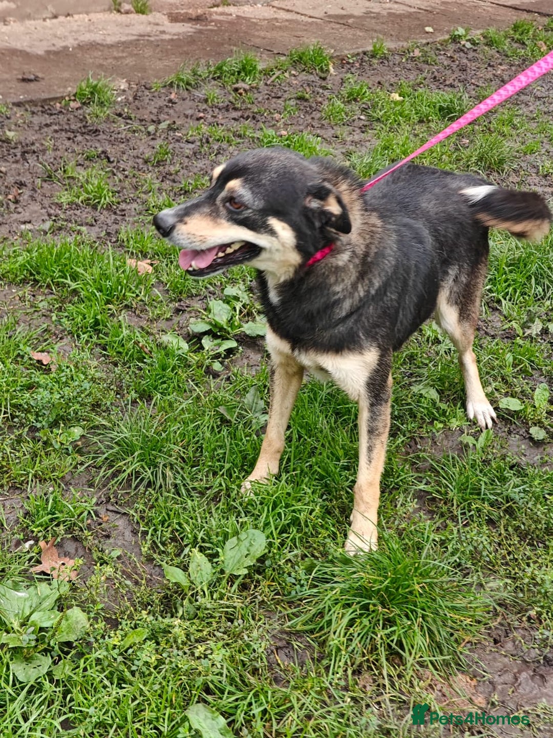 Mixed Breed dogs for adoption: 💖🐶 MARGOSHA 🐶💖 - Image 9