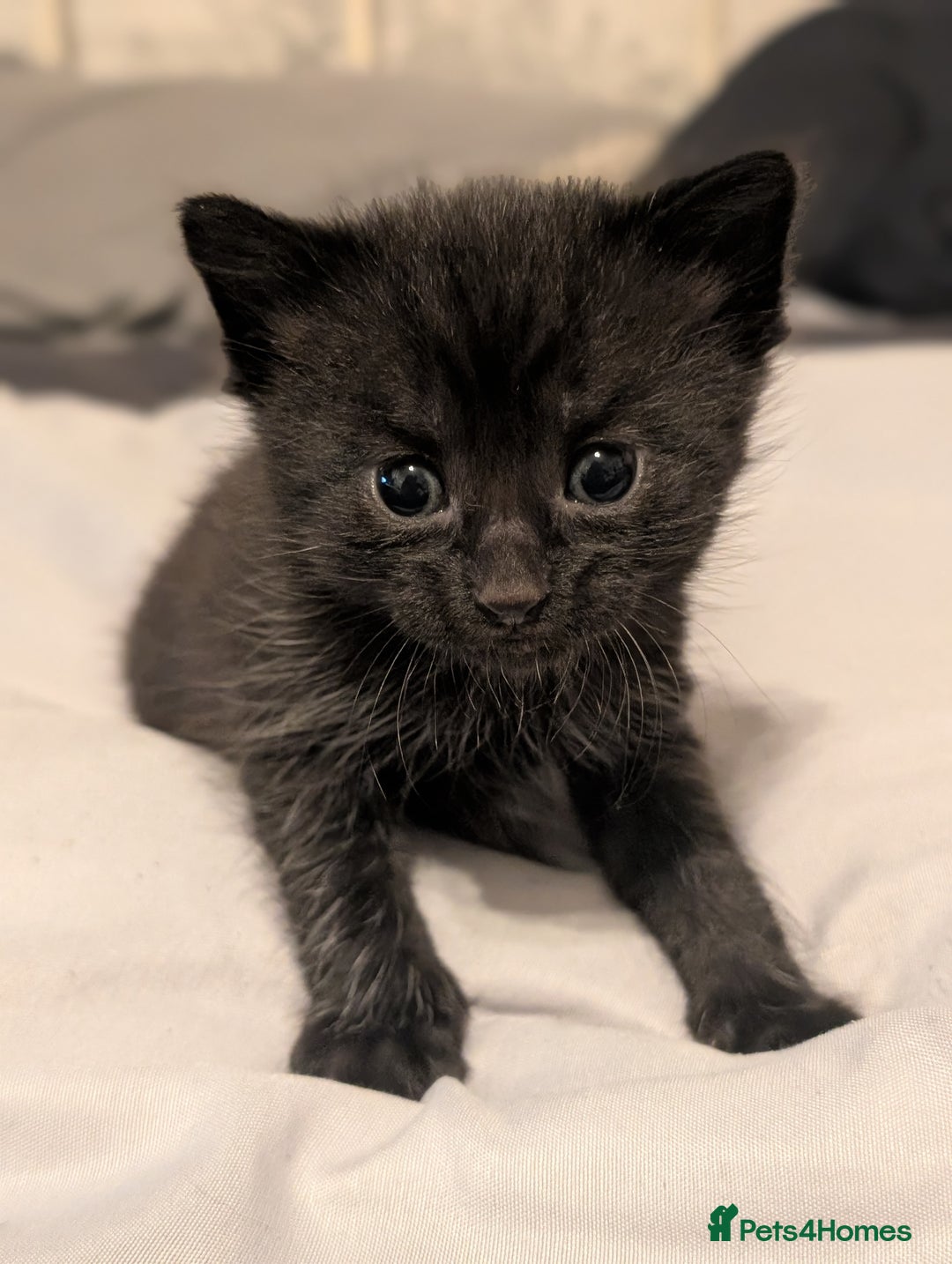 Mixed Breed cats for sale: 3 Male Kittens - Advert 6