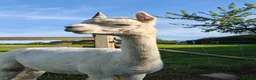 Alpaca livestock for sale: BAS registered breeding female Alpacas  - Advert 21