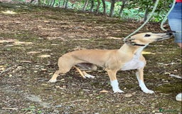 Whippet dogs for sale: Beautiful, gentle, friendly Whippet Girls  - Image 4
