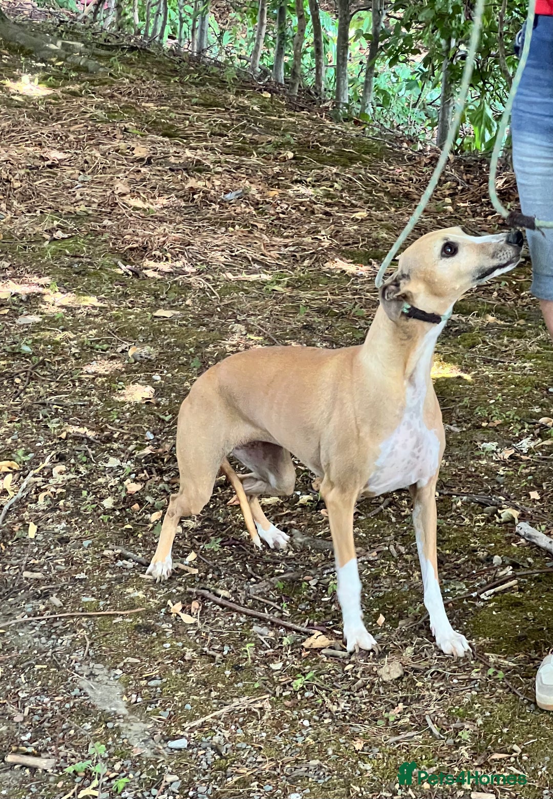 Whippet dogs for sale: Beautiful, gentle, friendly Whippet Girls  - Image 4