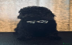 Toy Poodle dogs for sale: REDUCED READY NOW !! 2 beautiful toy poodle babies - Image 11