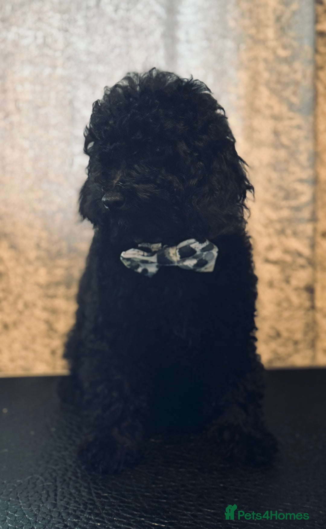 Toy Poodle dogs for sale: REDUCED READY NOW !! 2 beautiful toy poodle babies - Image 11