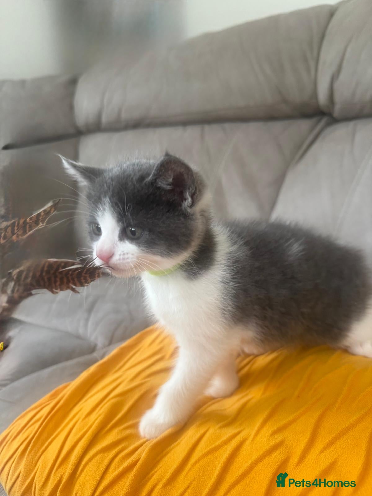 Mixed Breed cats Cutest kitten girl is looking for a new home - Advert 3