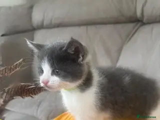 Mixed Breed cats Cutest kitten girl is looking for a new home - Advert 3
