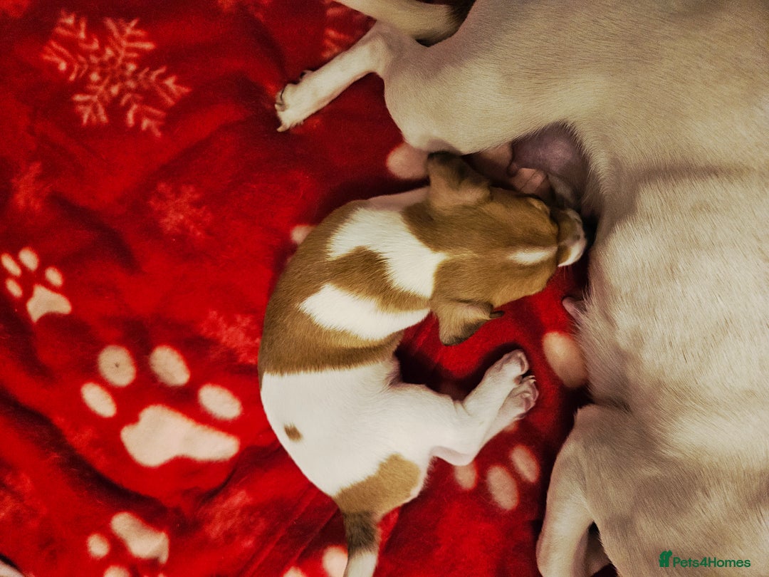 Jack Russell dogs for sale: LOVELY JACK RUSSELL PUPPIES FOR SALE. - Advert 27