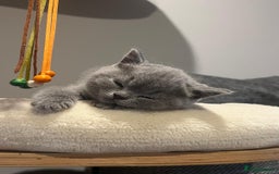 British Shorthair cats for sale: GCCF Registered Championship Line BSH Kittens - Image 14