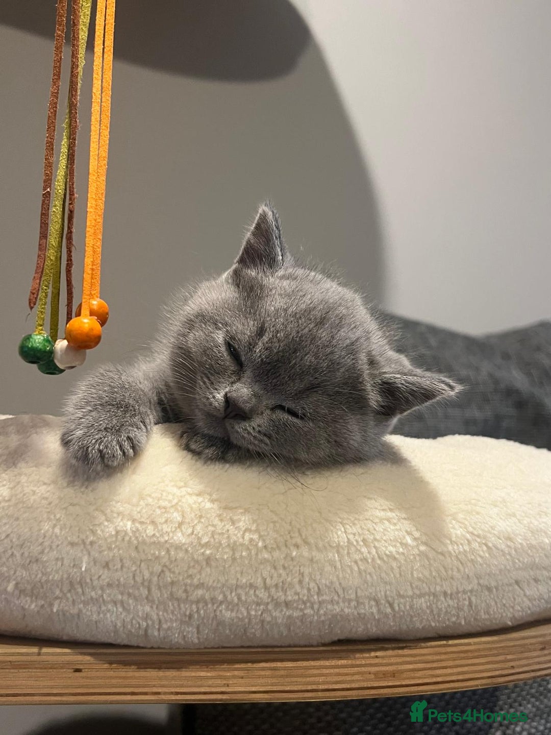 British Shorthair cats for sale: GCCF Registered Championship Line BSH Kittens - Image 14