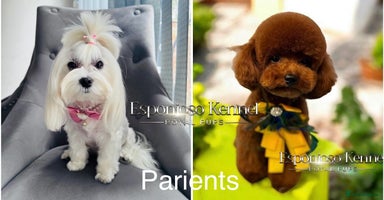 Maltipoo dogs - Advert 6