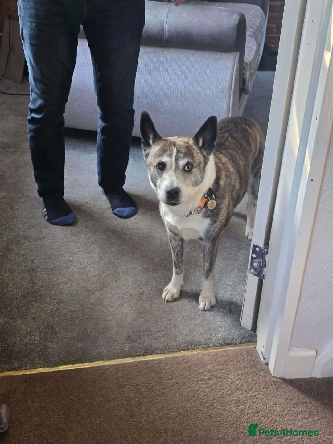 Mixed Breed dogs for adoption: Splinter in Mansfield - Advert 5