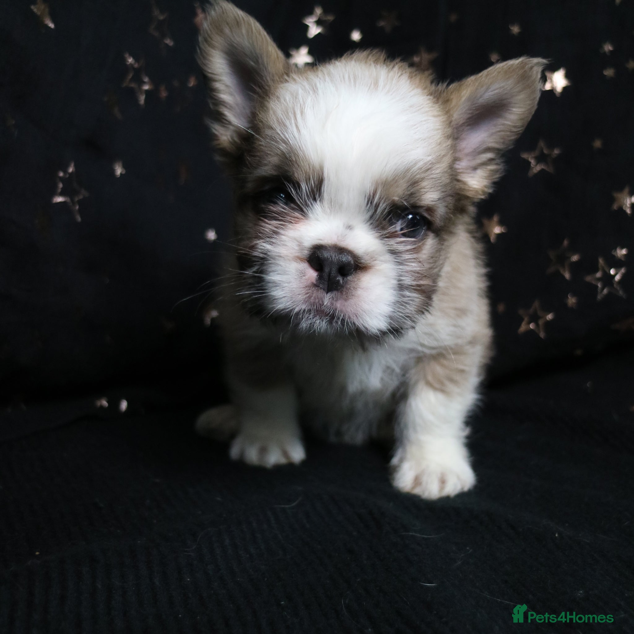 French Bulldog dogs Happy and health french bulldog puppies  - Advert 1