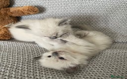 Ragdoll cats for sale: GCCF Ragdoll Kittens - Image 27