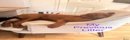 Labrador Retriever dogs for sale: Exceptional Health-Tested Purebred Labrador Puppys - Advert 20