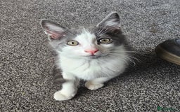 British Longhair cats for sale: Tabby mix kittens - Image 5