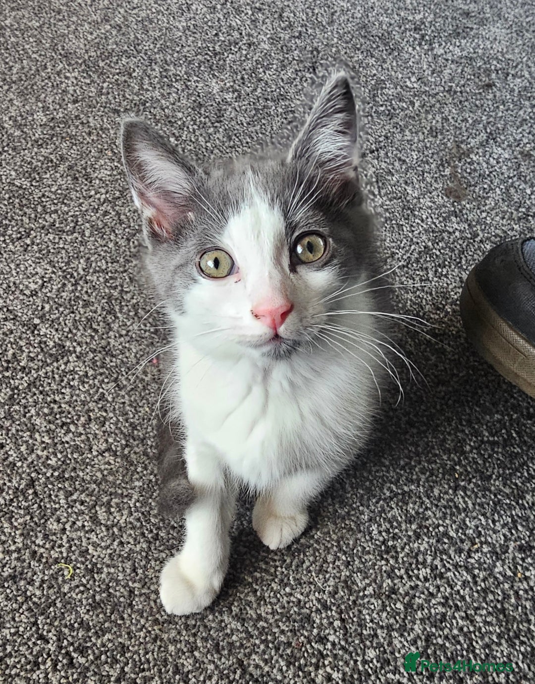 British Longhair cats for sale: Tabby mix kittens - Image 5